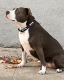 Collar Para Perro Thrasher 3/4 "