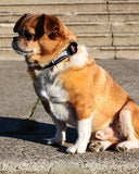 Collar Para Perro Thrasher 3/4 "